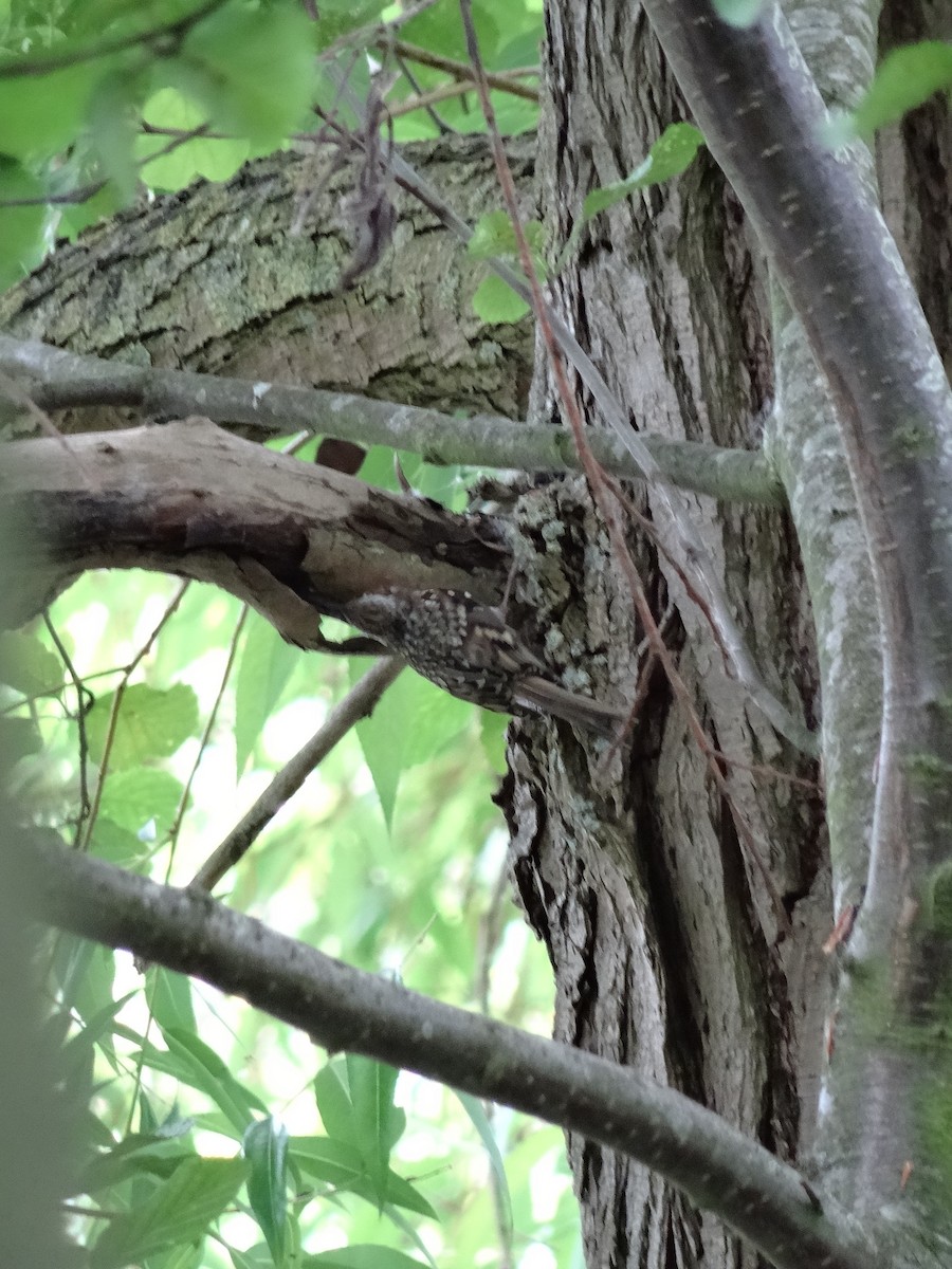 Eurasian Treecreeper - ML620440815