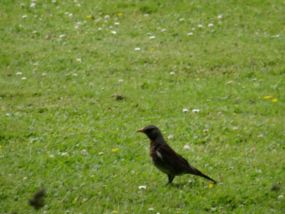 Fieldfare - Luuk Breeker