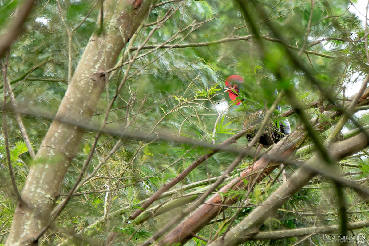 Green Junglefowl - ML620440821