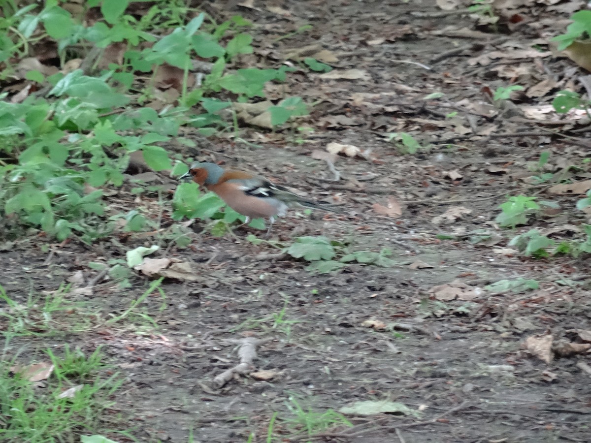 Common Chaffinch - ML620440825