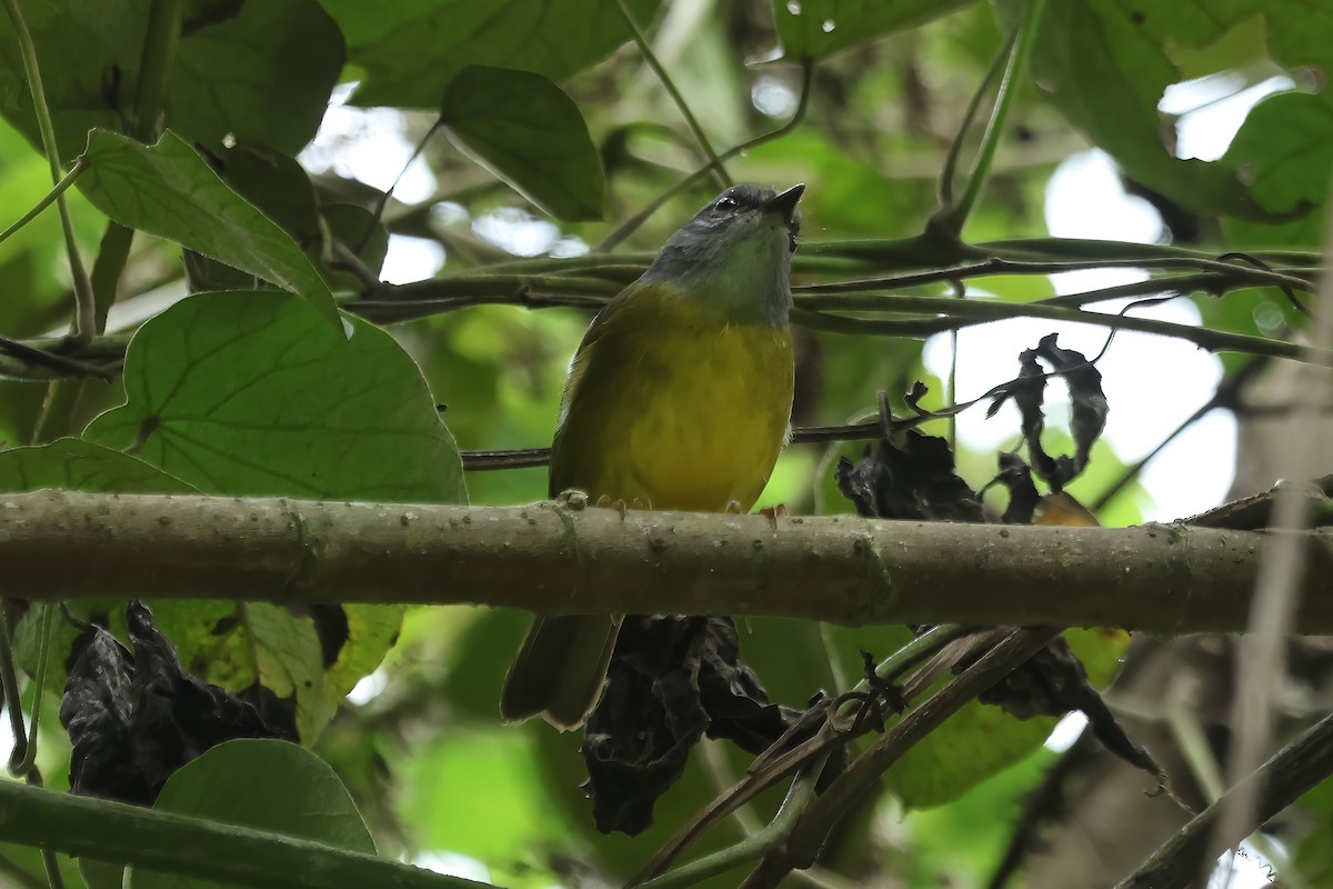 Russet-crowned Warbler - ML620440829