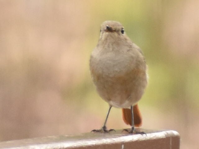 Hodgson's Redstart - ML620440831