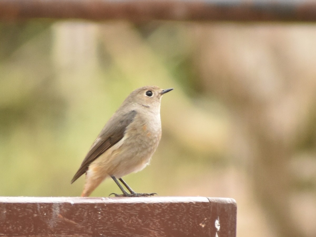 Hodgson's Redstart - ML620440832