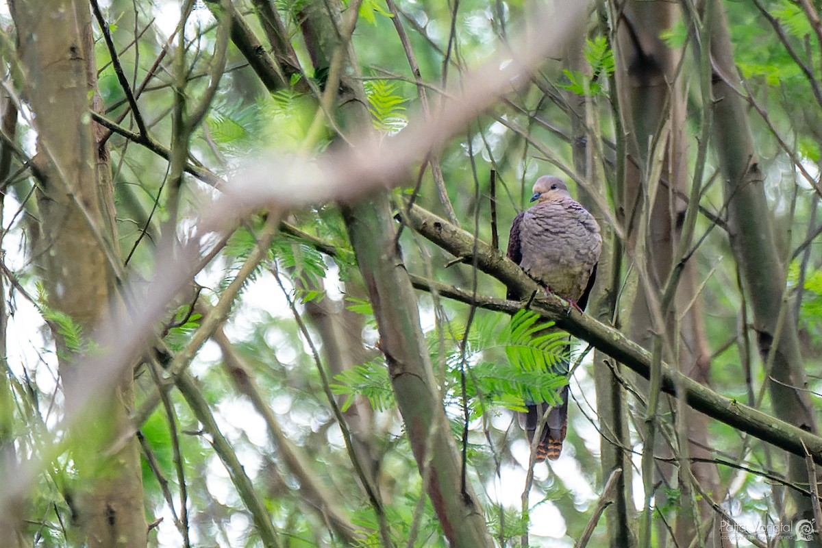 Barred Cuckoo-Dove - ML620440835