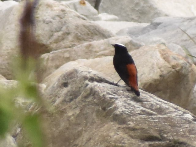 White-capped Redstart - ML620440838