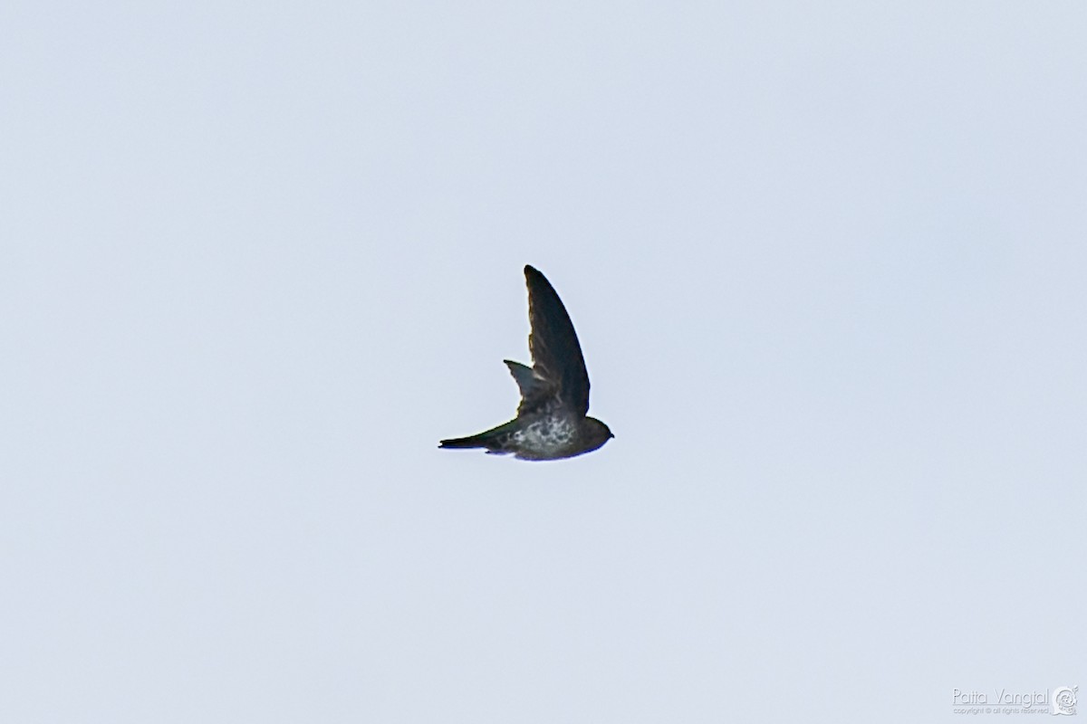 Cave Swiftlet - ML620440845