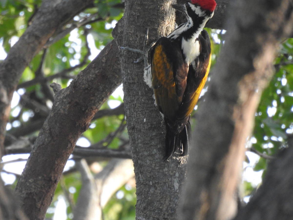 White-naped Woodpecker - ML620440849