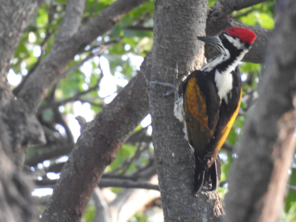 White-naped Woodpecker - ML620440850