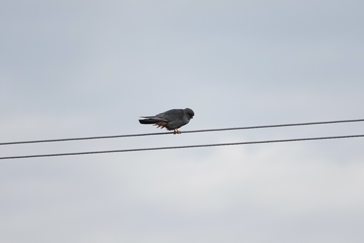 Red-footed Falcon - ML620440851