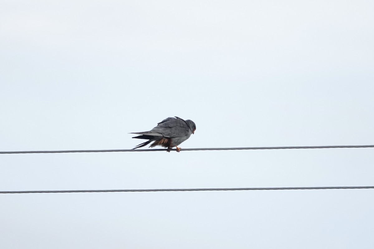 Red-footed Falcon - ML620440854