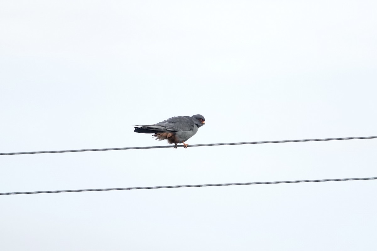 Red-footed Falcon - ML620440855