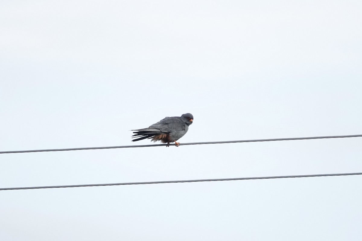 Red-footed Falcon - ML620440856