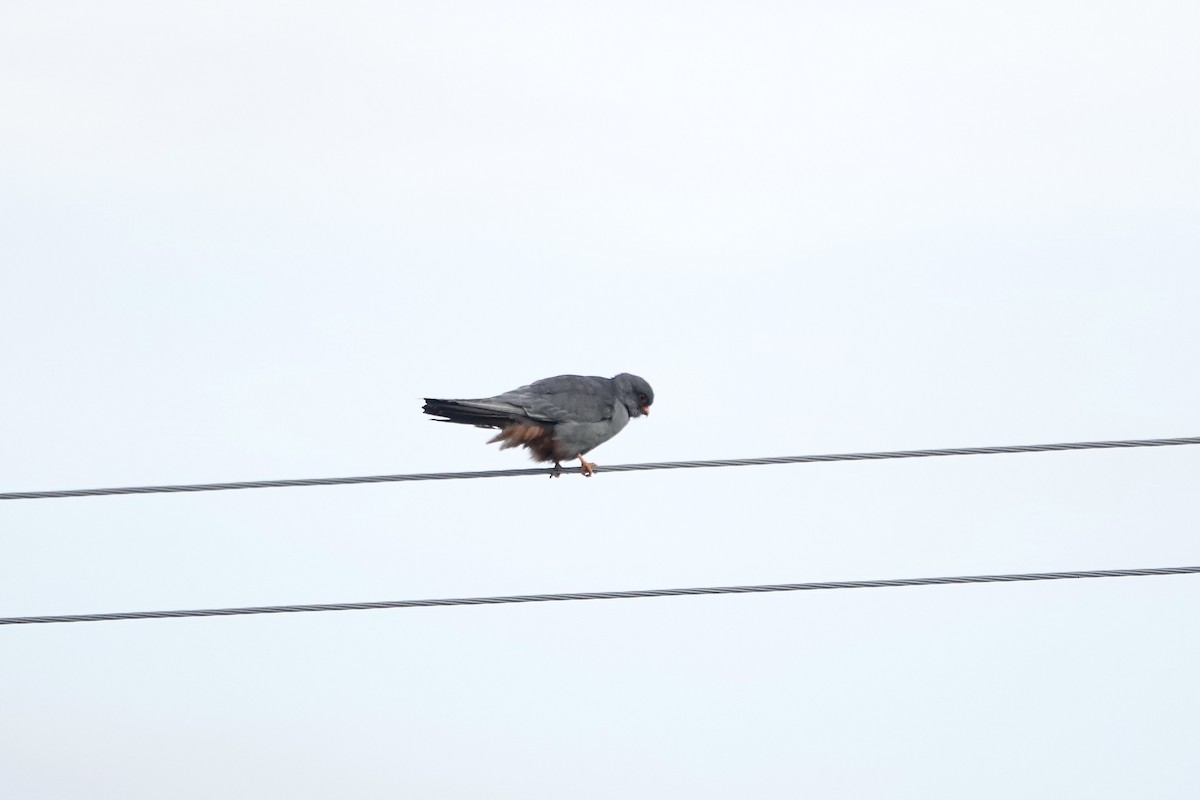 Red-footed Falcon - ML620440861