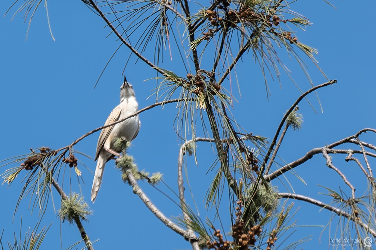 Striated Grassbird - ML620440862