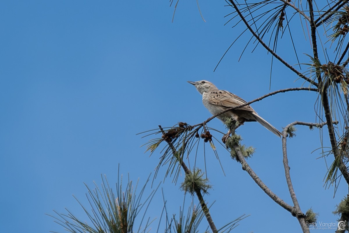 Striated Grassbird - ML620440863