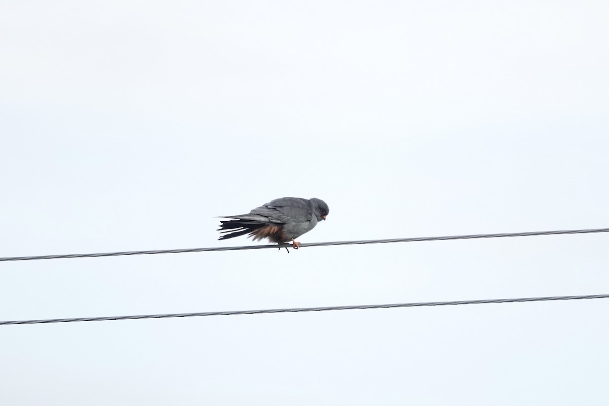 Red-footed Falcon - ML620440864