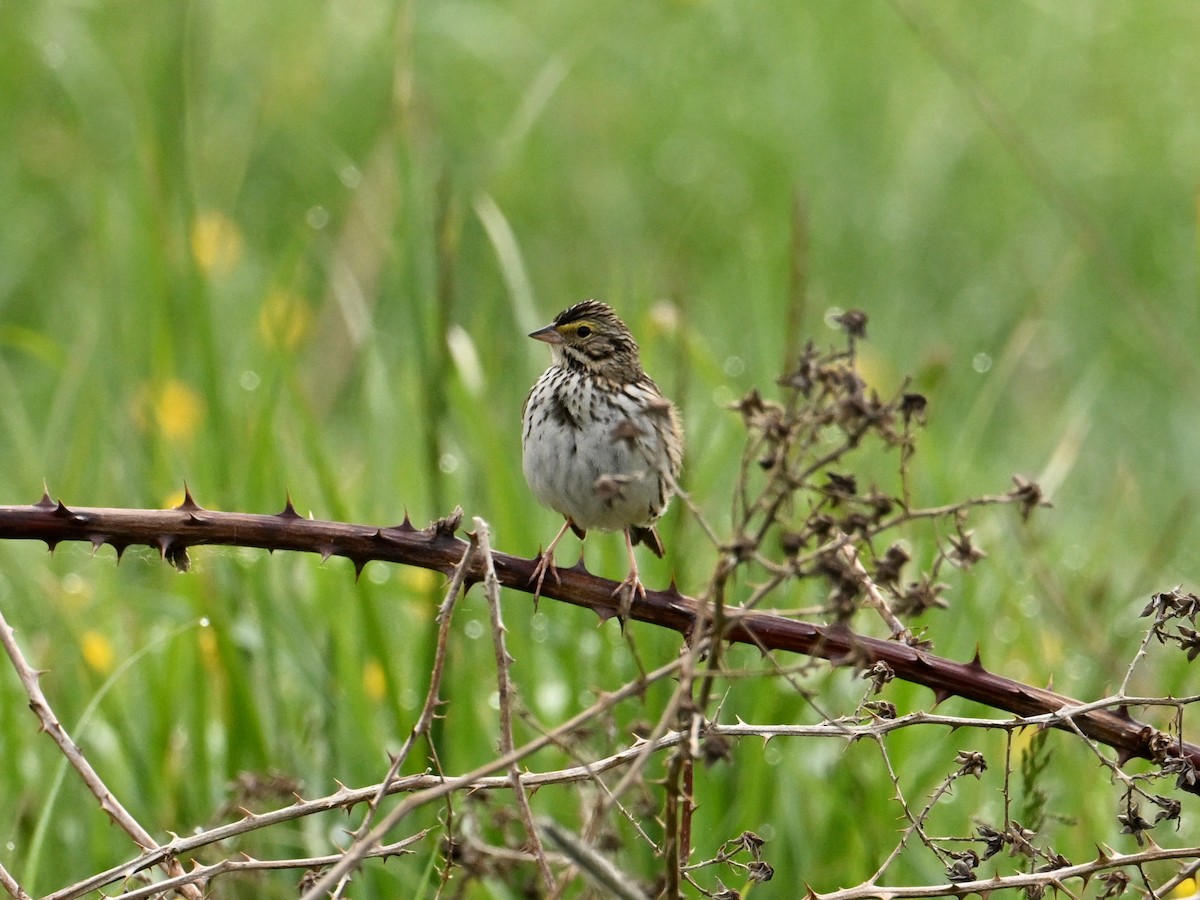 Savannah Sparrow - ML620440865