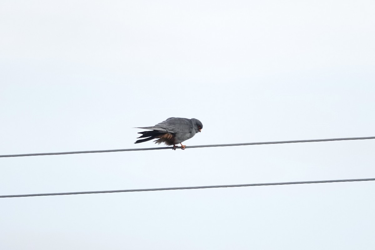 Red-footed Falcon - ML620440866