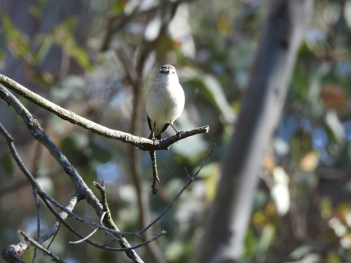 Yellow-rumped Thornbill - ML620440867