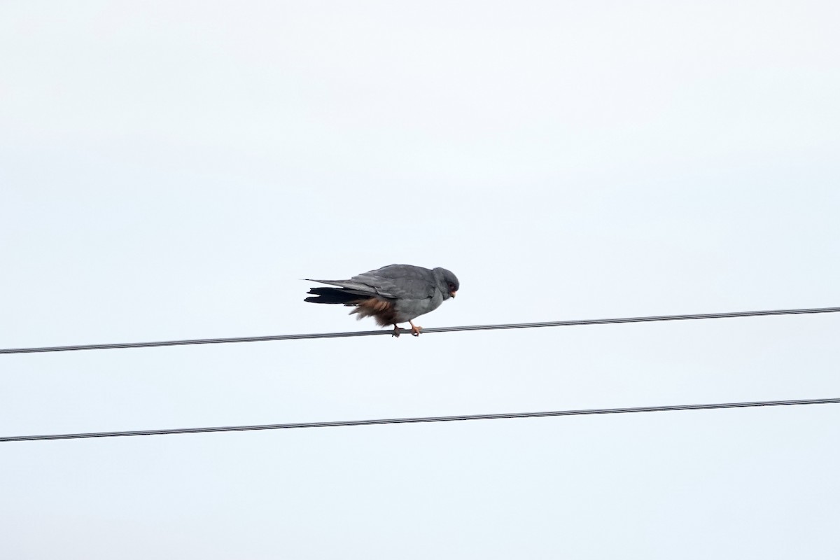 Red-footed Falcon - ML620440868