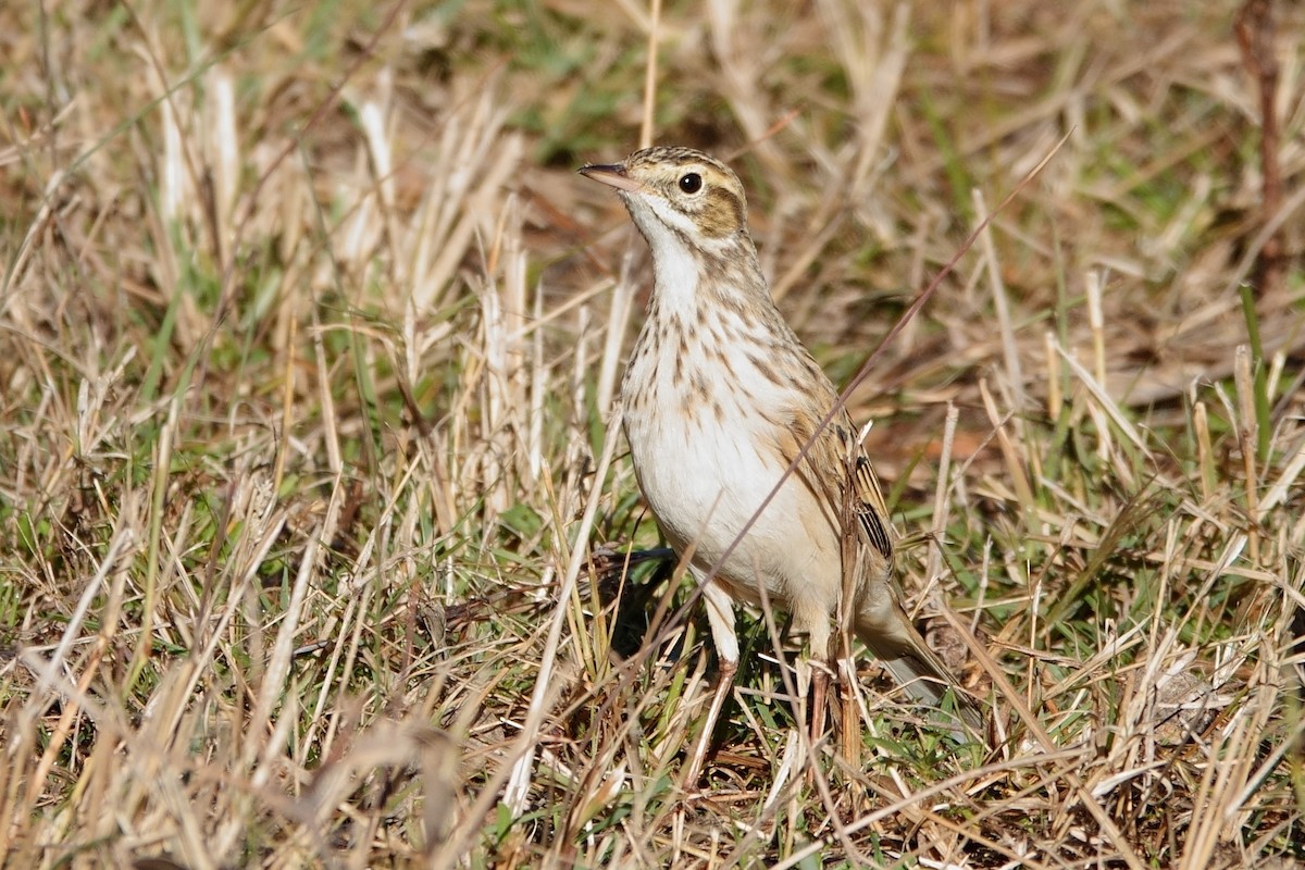 Australian Pipit - ML620440869