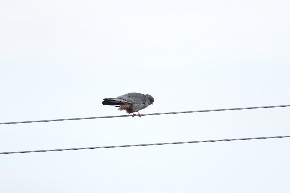 Red-footed Falcon - ML620440870