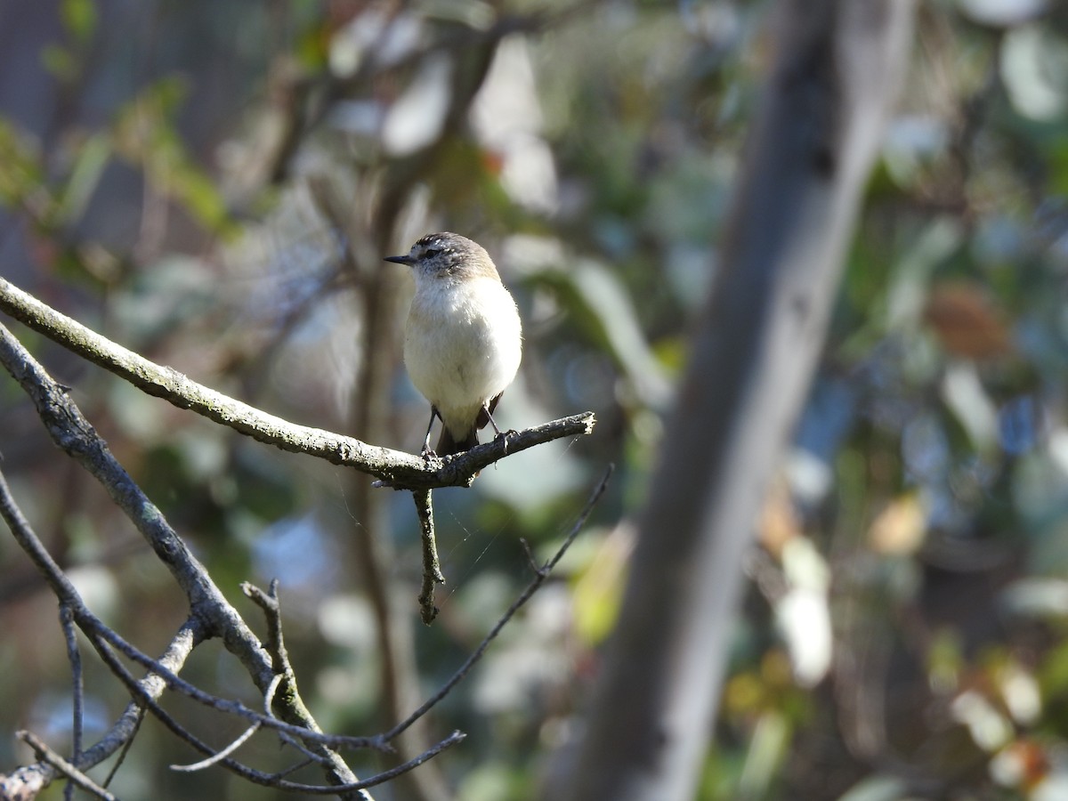 Yellow-rumped Thornbill - ML620440871