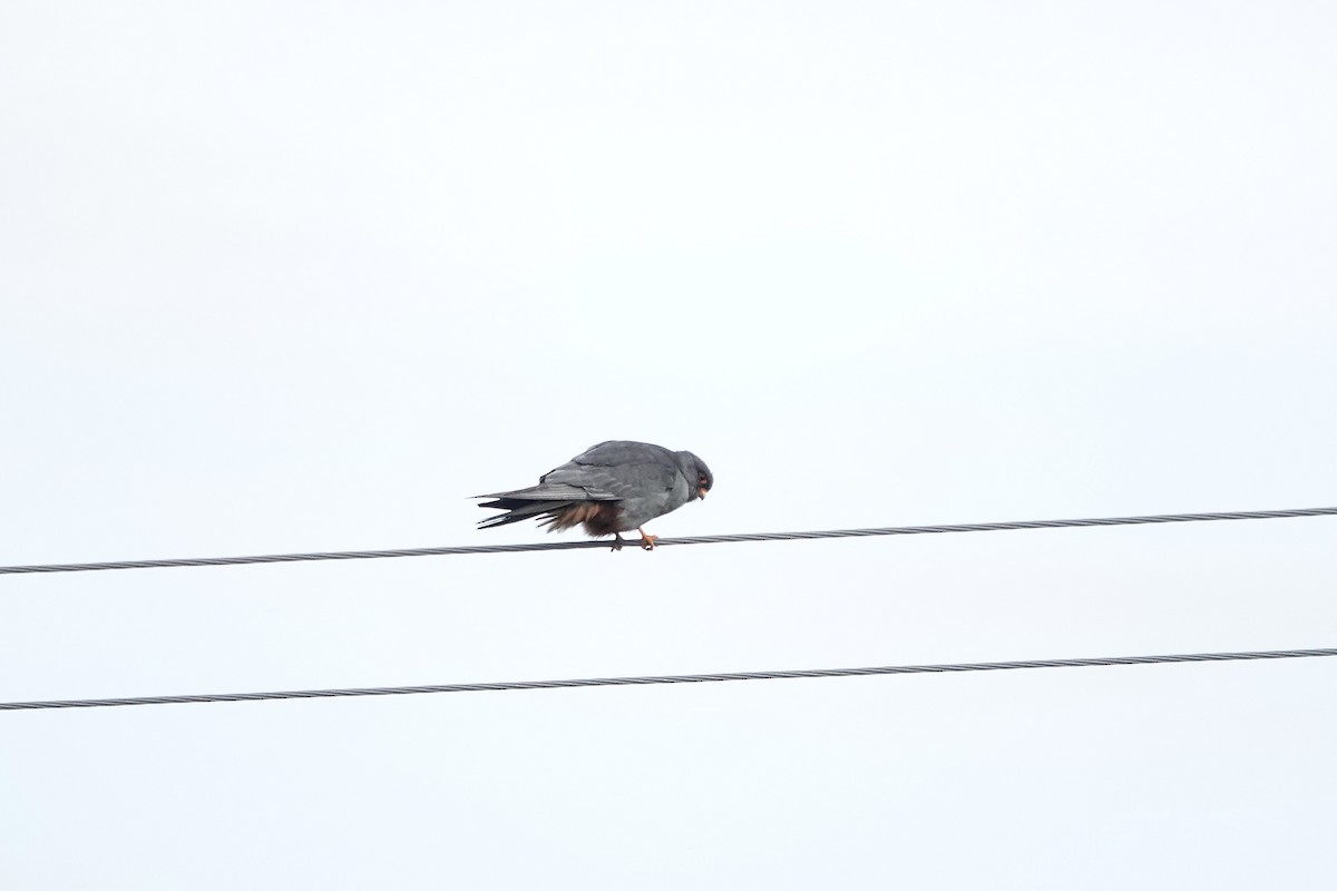 Red-footed Falcon - ML620440873