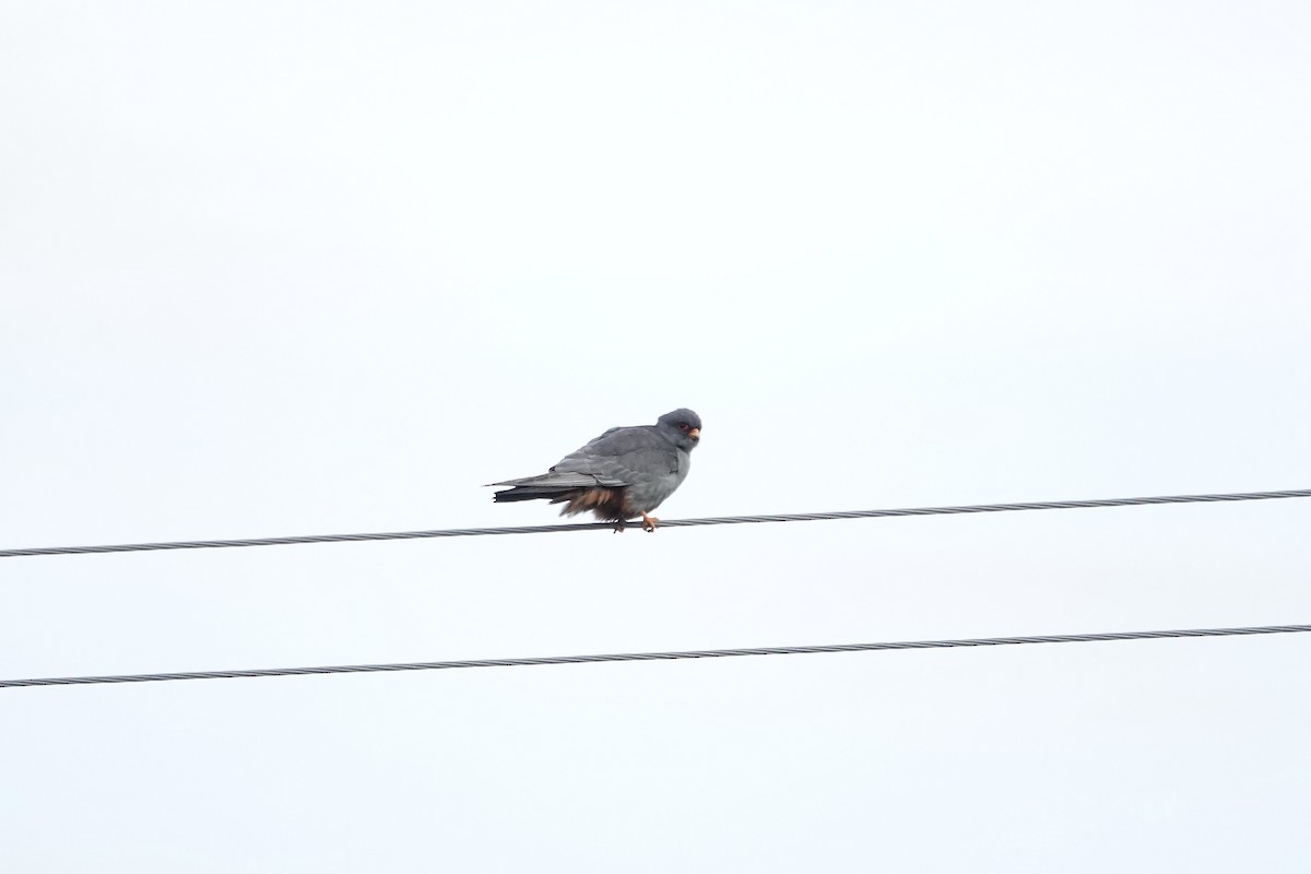 Red-footed Falcon - ML620440876