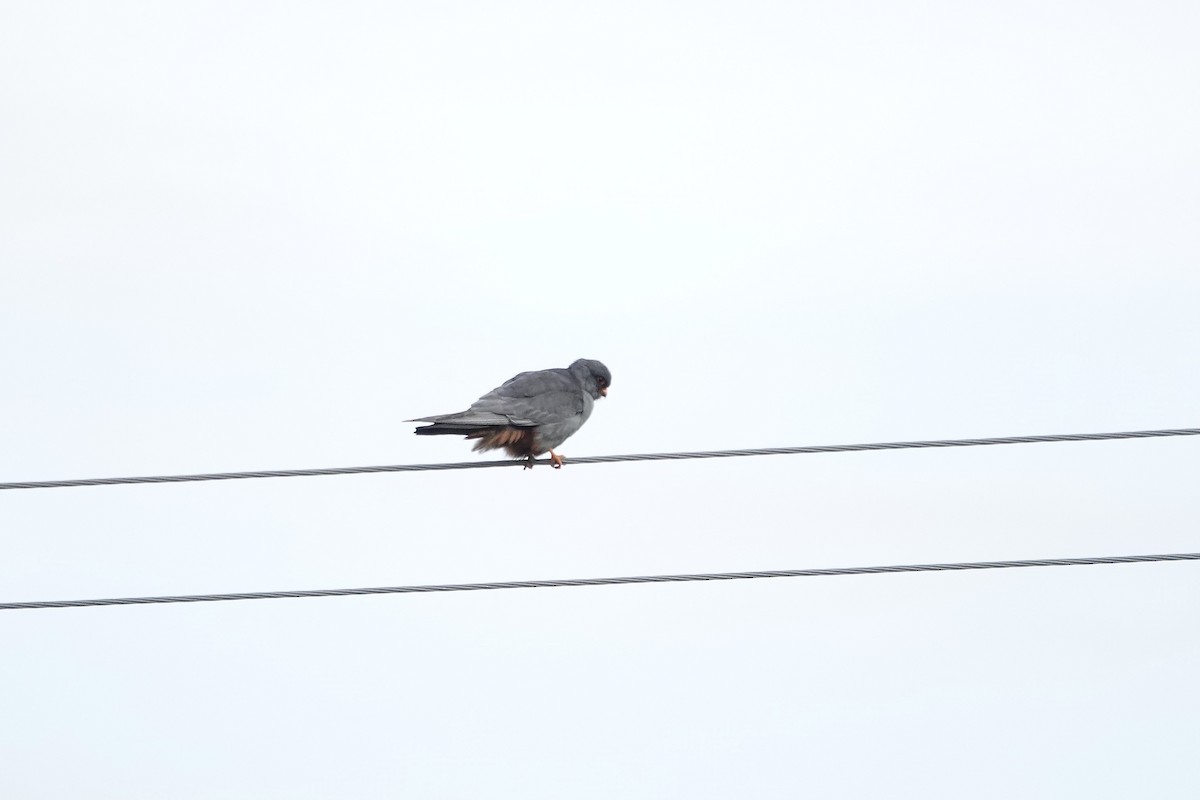 Red-footed Falcon - ML620440877