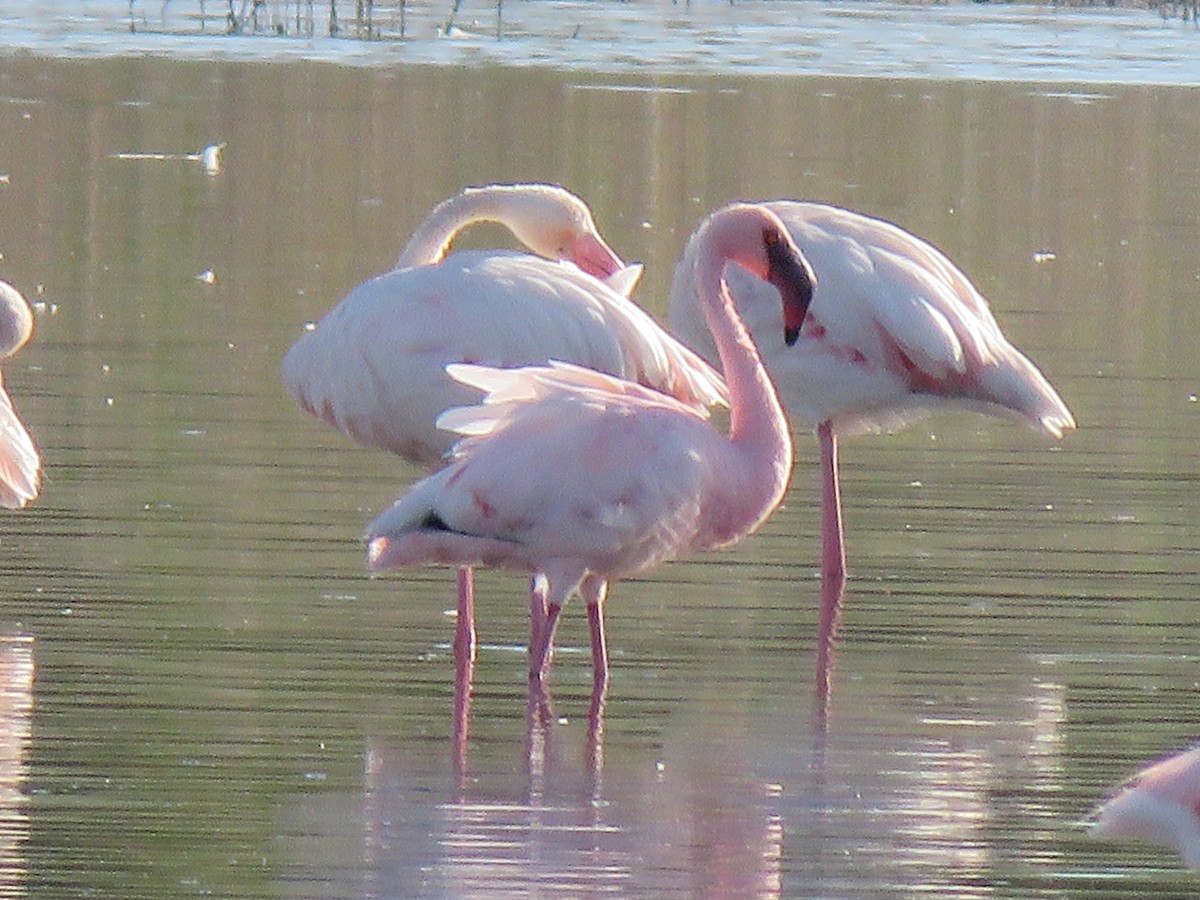 Lesser Flamingo - ML620440878