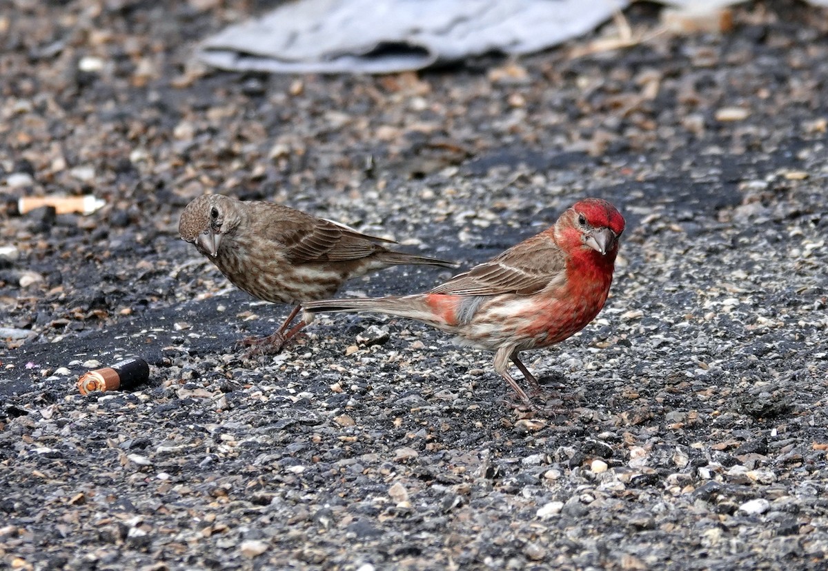 House Finch - ML620440879