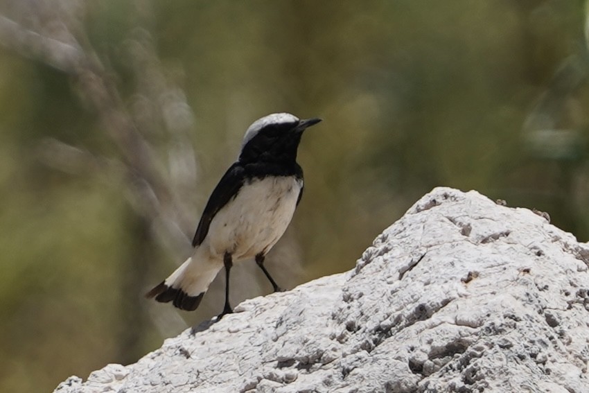 Finsch's Wheatear - ML620440881