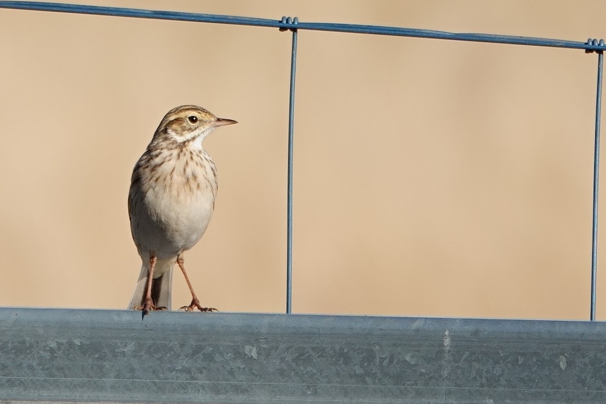 Australian Pipit - ML620440887