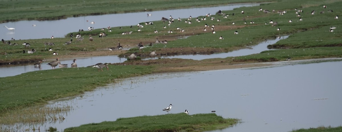 Common Shelduck - ML620440888