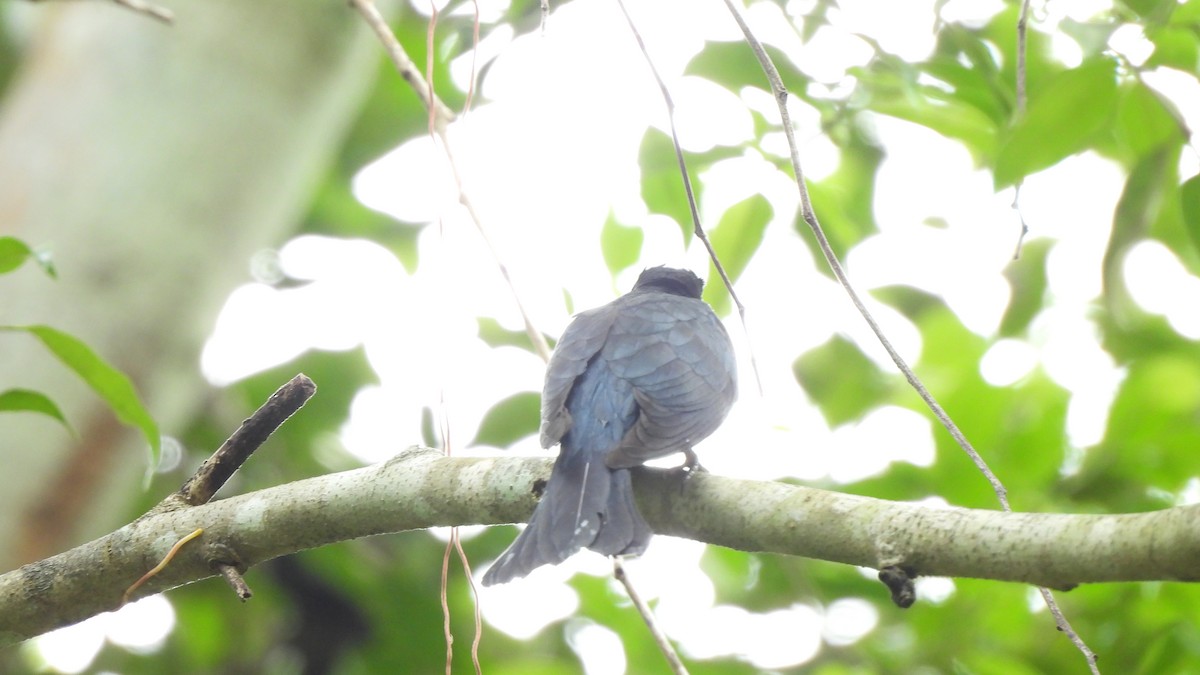 Square-tailed Drongo-Cuckoo - ML620440890