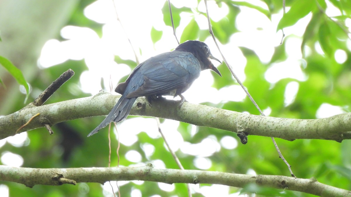 Square-tailed Drongo-Cuckoo - ML620440891