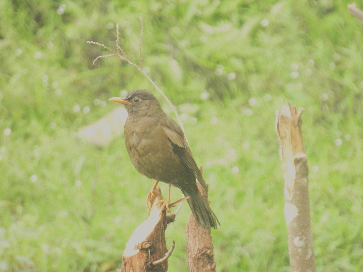 Gray-winged Blackbird - Khadananda Paudel