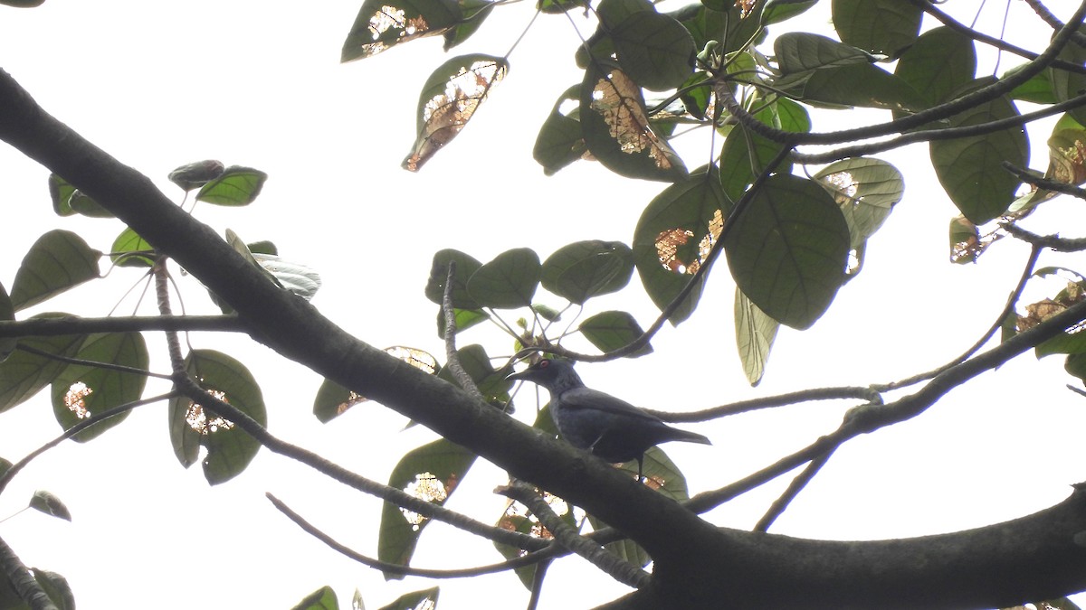 Asian Glossy Starling - ML620440894