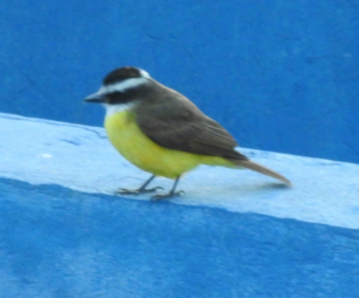 Great Kiskadee - ML620440896