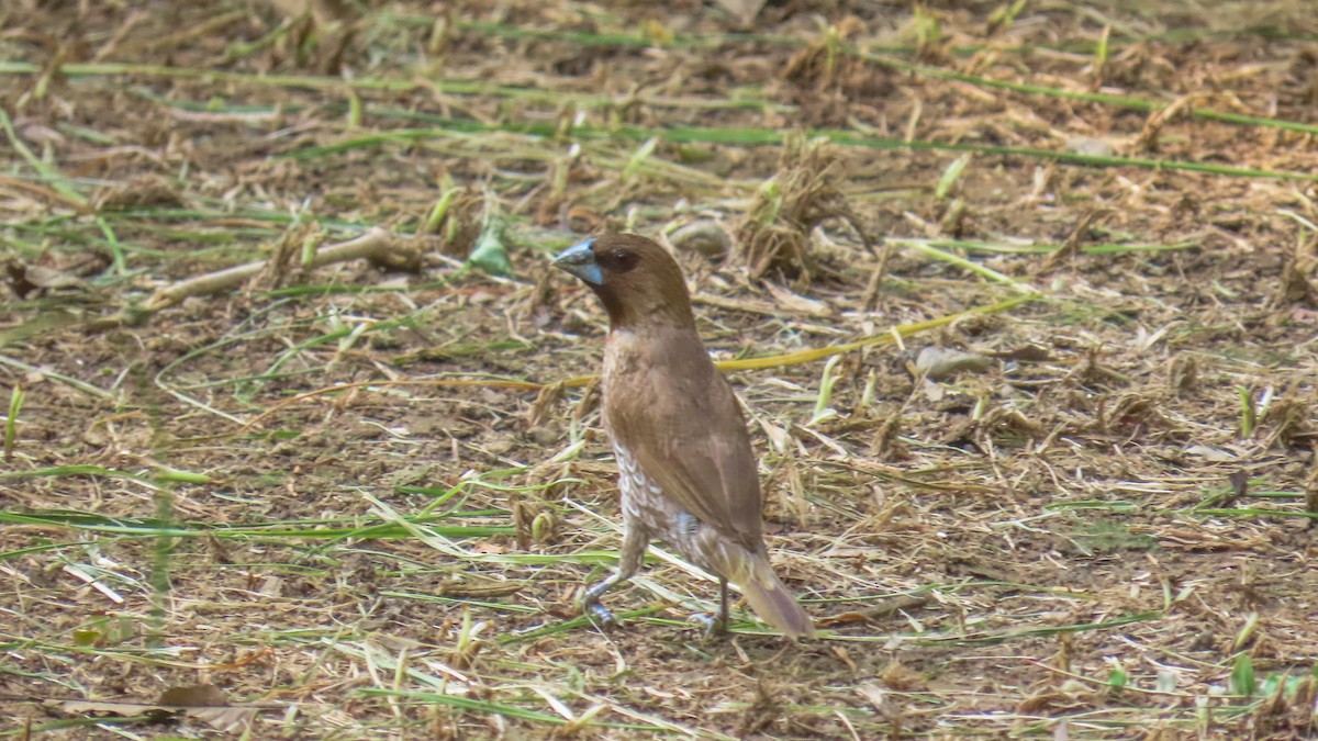 Scaly-breasted Munia - ML620440901