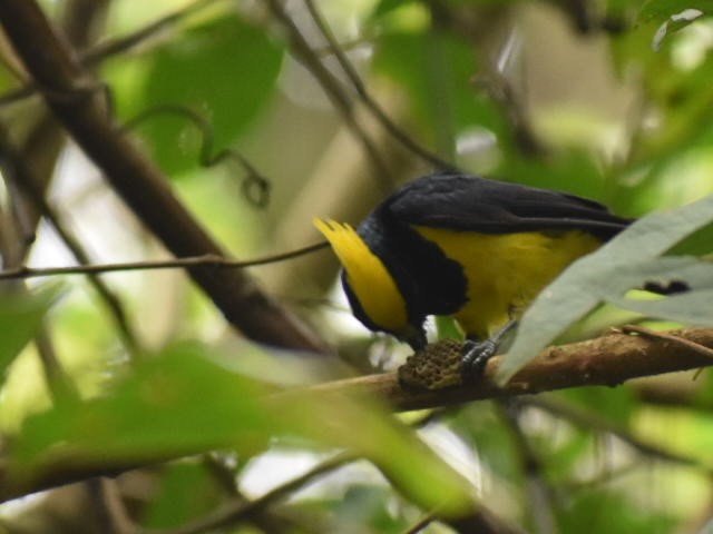 Sultan Tit (Yellow-crested) - ML620440903