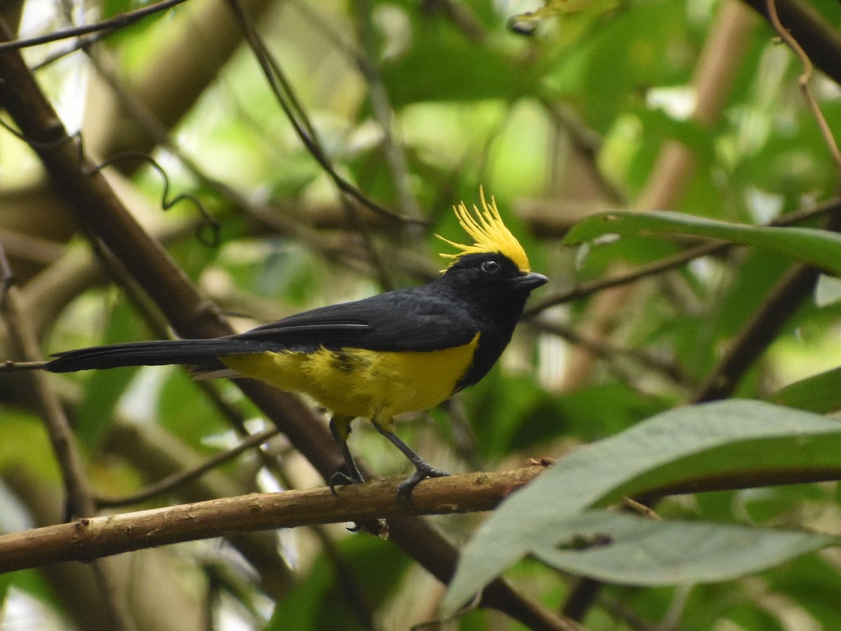 Sultan Tit (Yellow-crested) - ML620440907