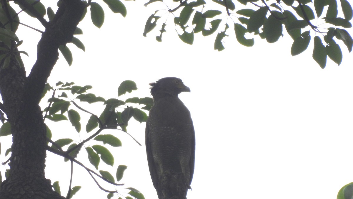 Crested Serpent-Eagle - ML620440908