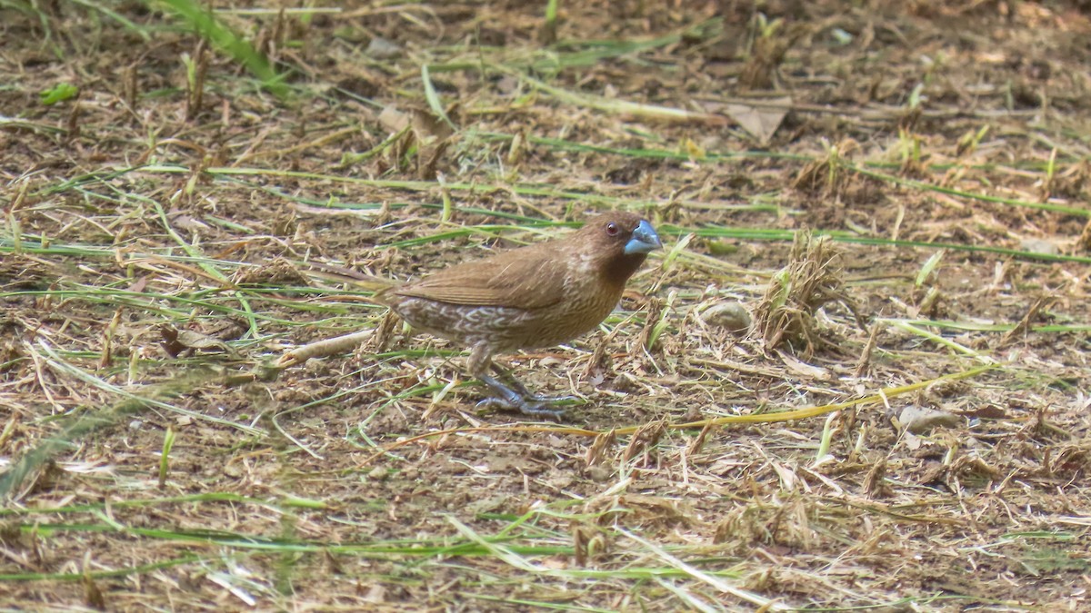 Scaly-breasted Munia - ML620440909