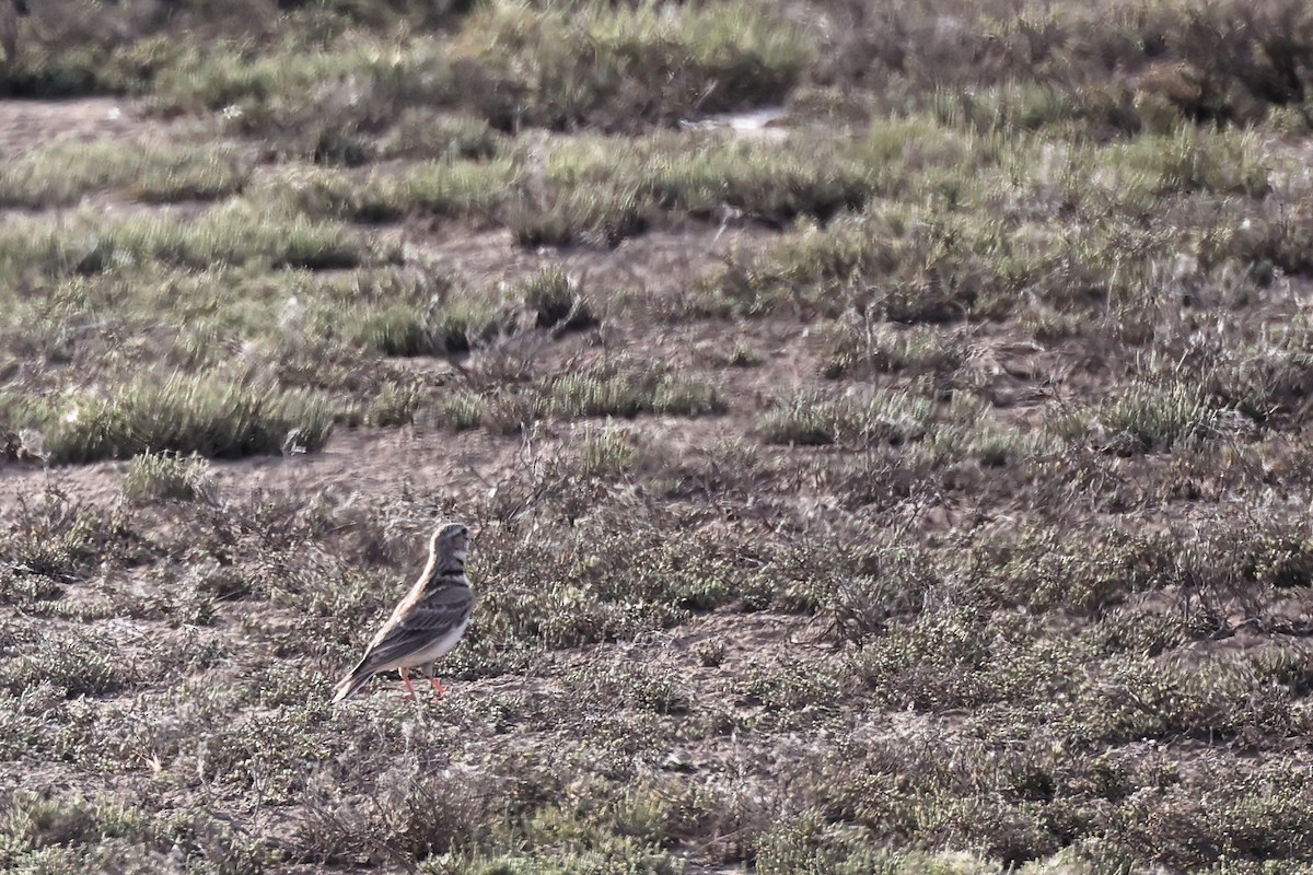 Calandra Lark - Christophe PASQUIER