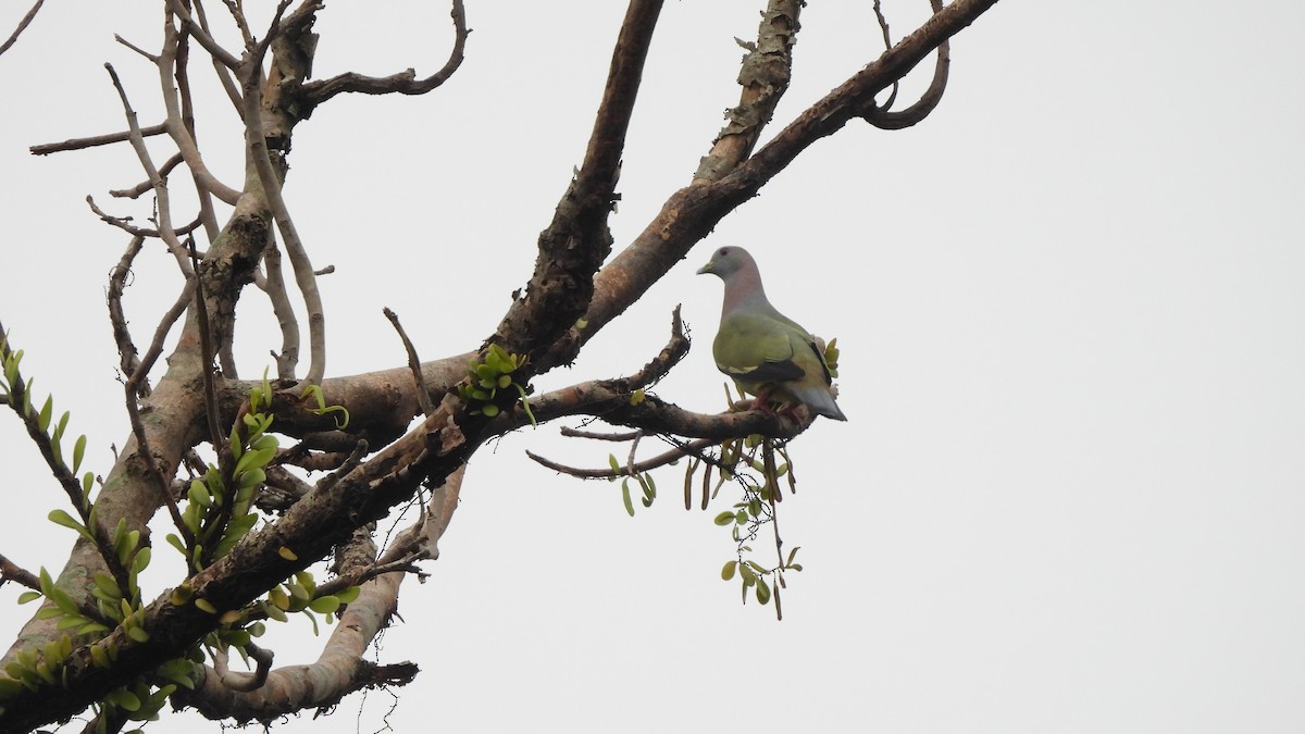 Pink-necked Green-Pigeon - ML620440919