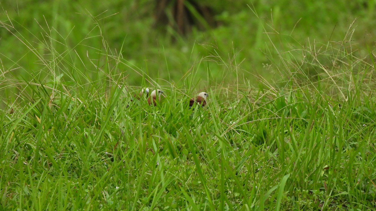 White-headed Munia - ML620440921