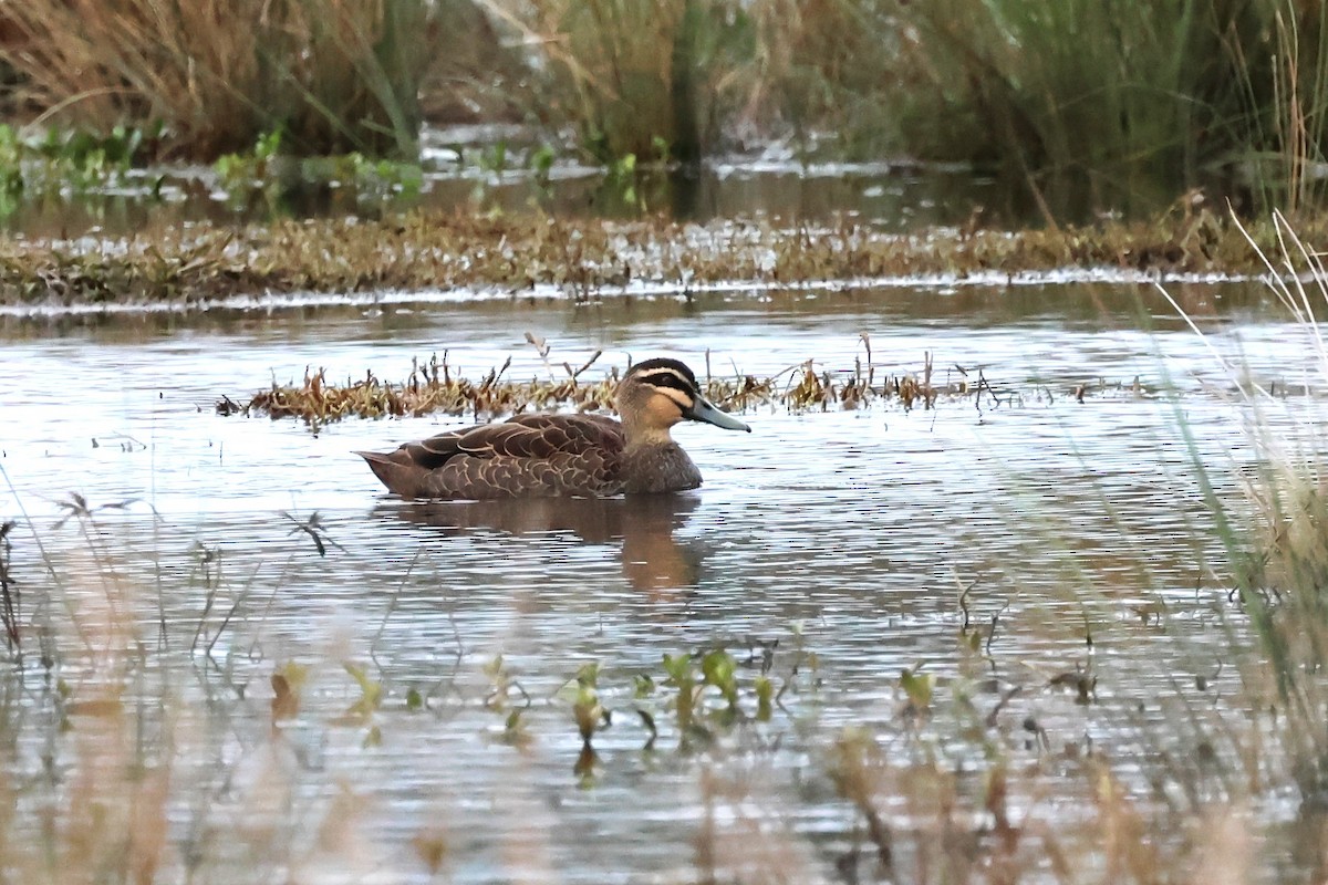 Canard à sourcils - ML620440922