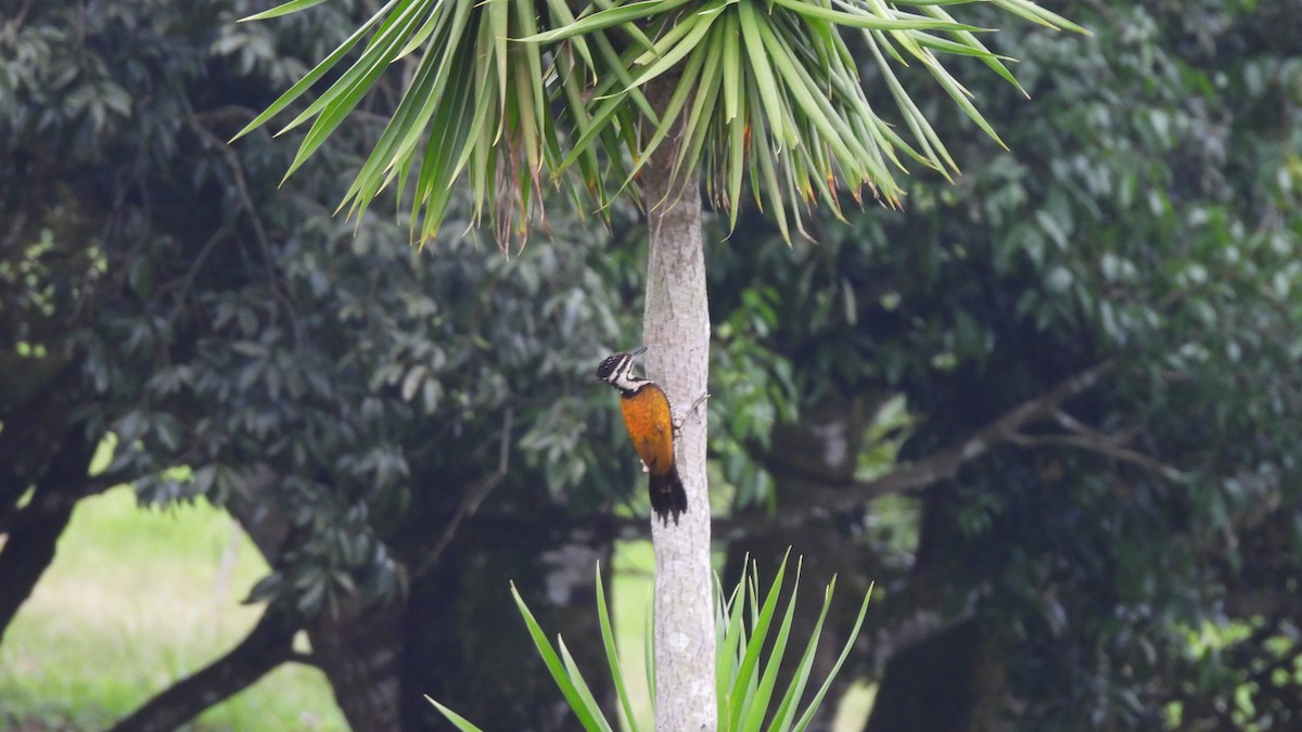 Common Flameback - ML620440924